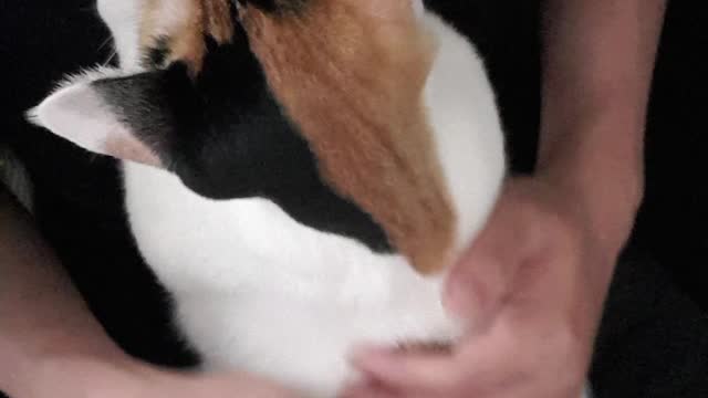 Patting a cute puppy cat on a massage chair.