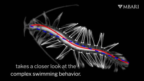 Efective swimming Mechanics of the gossamer worm