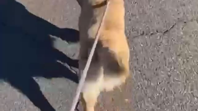 Big booty puppy remix