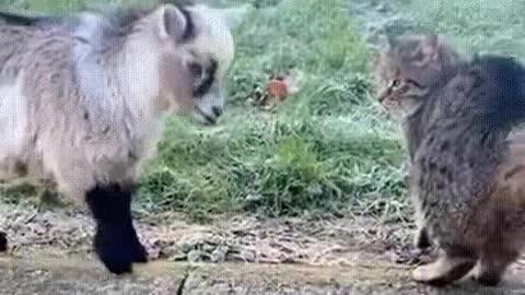 Confrontation between a cat and a kid.