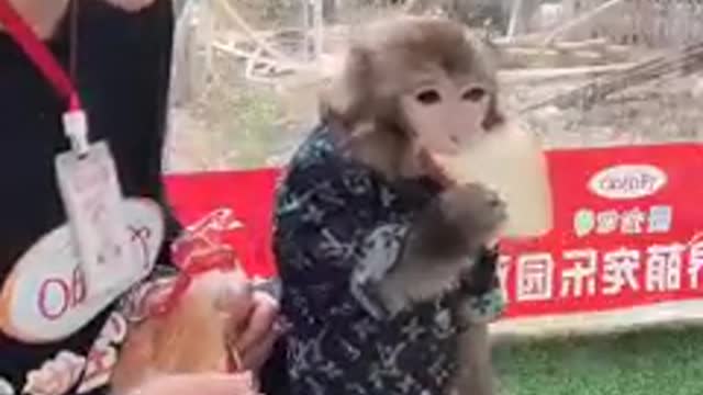 lovely monkey so smart