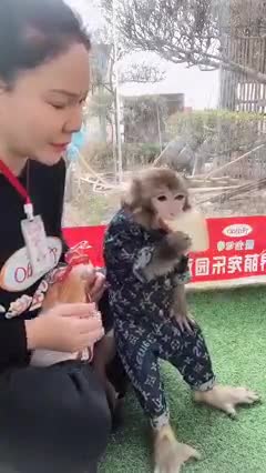 lovely monkey so smart