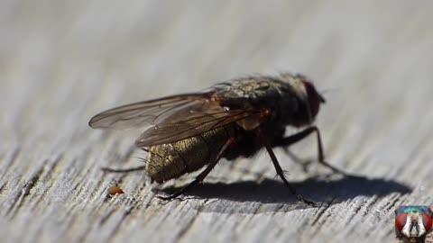 Capture_The_Moment_Of_Pooping_Small_Insects_-_Funny Video