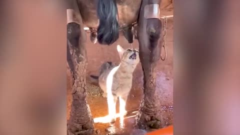 Funniest Animal Videos 😂 - Funny Cats invited to the