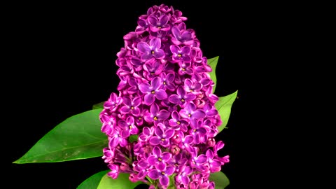 Violet Liliac opening flower