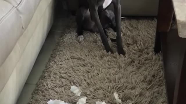 The Cutest Guiltiest Animals