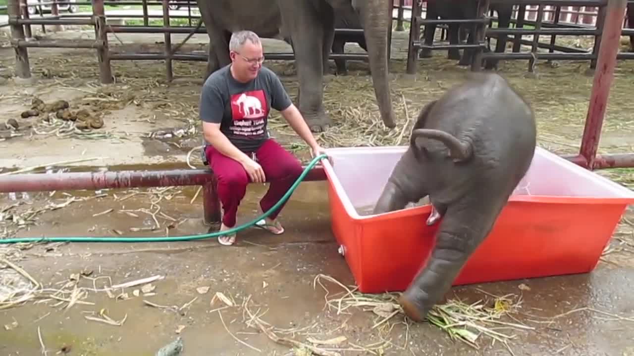 Baby Elephant Bathing "Double trouble"