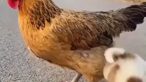 Hen and dogs babys beautiful video