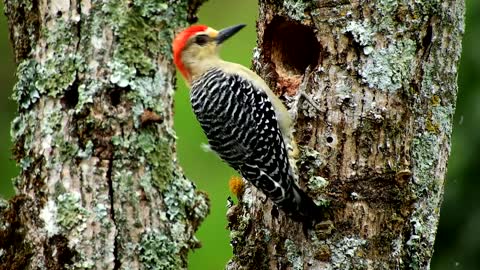 Woodpecker bird on trees