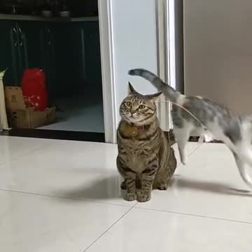 Funny cats