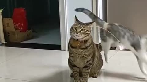 Funny cats