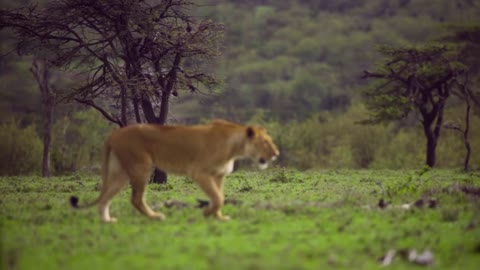 Lioness Walking Through Scrubland 02