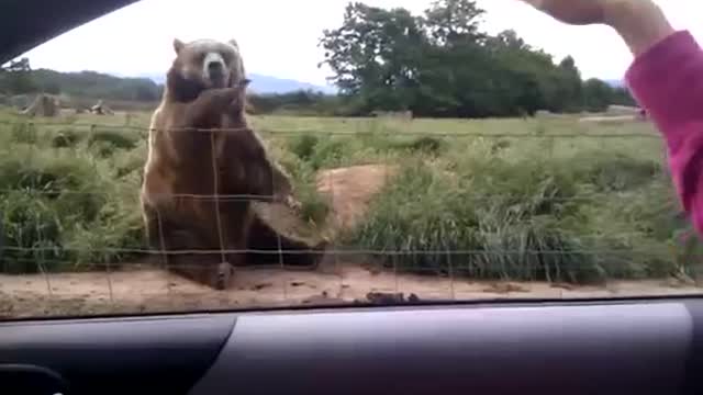 Bear saying goodbye to the girl!