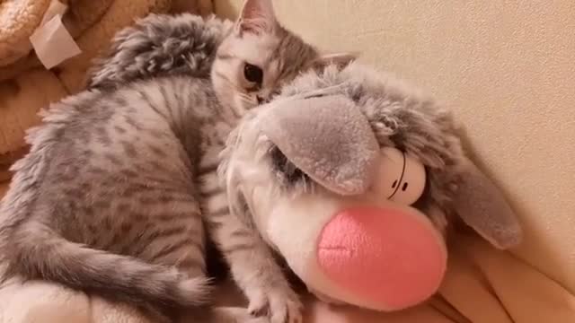 Cute fluffy kitty loves his doll toy alot