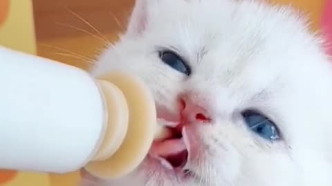 63_So hungry!#cat #pet #foryou #cute #fyp #catsoftiktok #cats