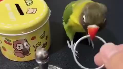 Hilarious Parrot Shenanigans