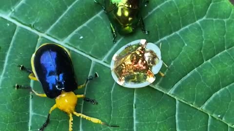 Variety of Strange Beetles