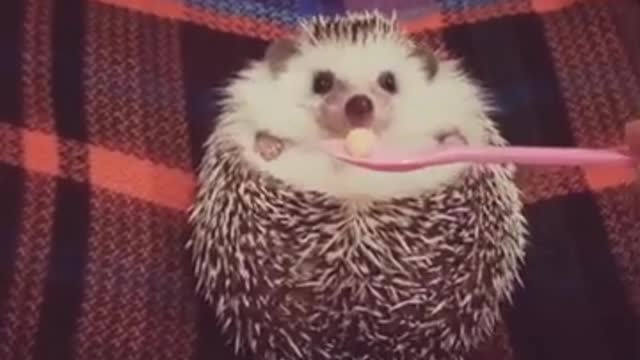 Cute Hedgehog Wants the Food