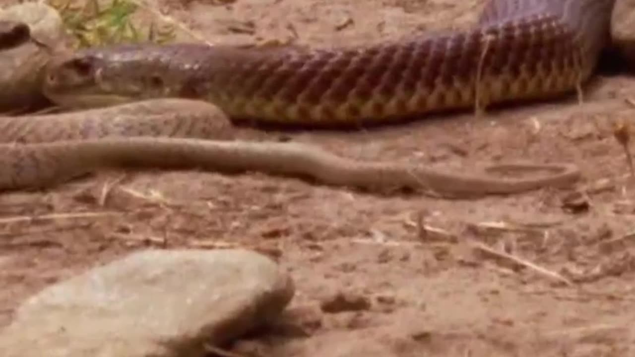 “¡Descubre a la reina del veneno! 🌟 La taipán, una serpiente tan letal.