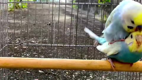 rainbow parakeet mating