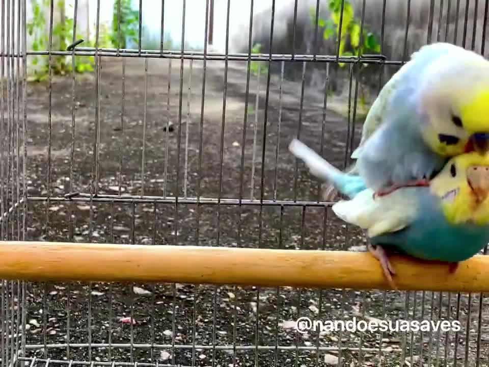 rainbow parakeet mating