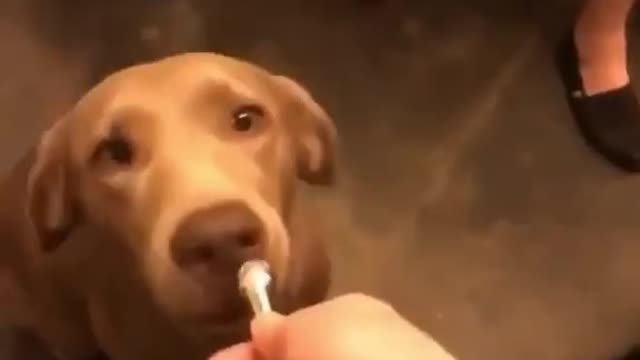 Would you like a treat? (Dog ASMR)