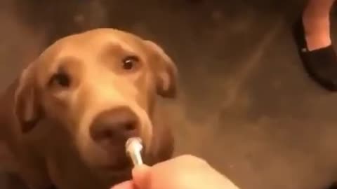 Would you like a treat? (Dog ASMR)