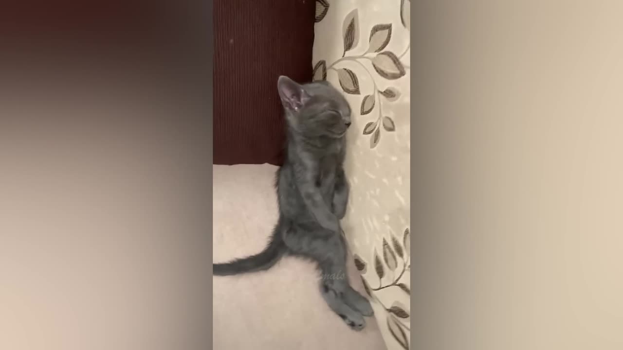(NEW) Best Funny Animal Videos Of The 2023!!