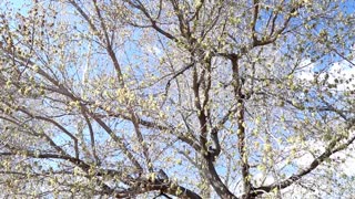 Amazing Swarm of Bees in a Tree - Harvest Haven