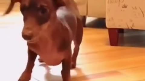 FUNNY PUPPY DANCING 😅😅😅