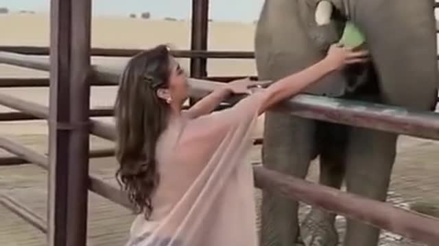 Feeding watermelon to Elephant