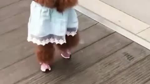 Funny puppy dancing 🤩🥰