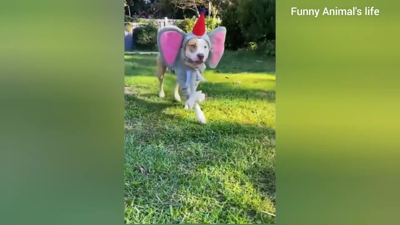 Funniest Animals 2023 😂 Funny Cats and Dogs 🐱🐶 Funny Animal Videos 2023