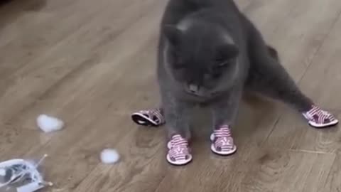 Cute baby cat is playing