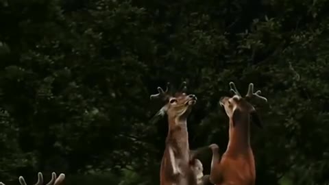 How sweet two deers perform their cute lovelinnes