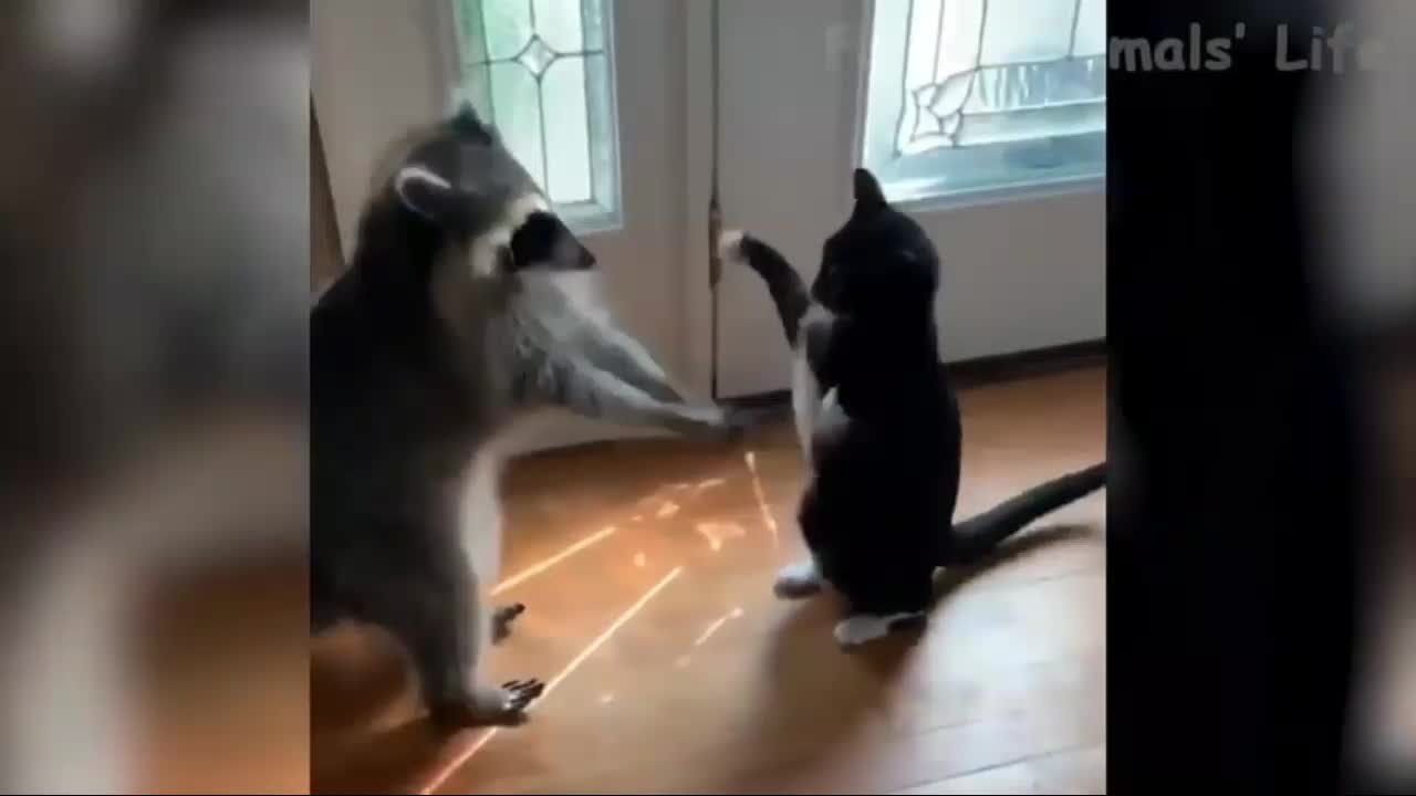 Funny story of a cat fighting like a girl