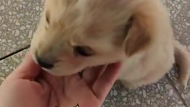 Lovely and funny animals Lovely dog videos 26 in 2021