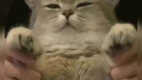 What a composed cat