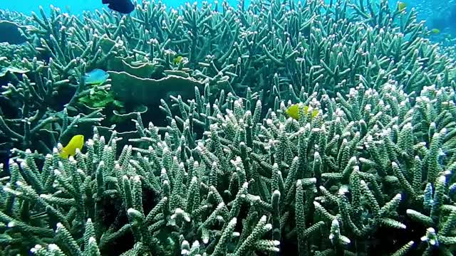 Scuba diver swims under the coral reef with different types of fish