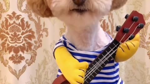 Hilarious Tiny Toy Dog Sings 'You're Not My Mother' to Owner 😂🎤