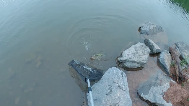 Personal Best Largemouth bass (while carp fishing)