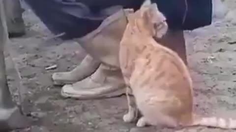 Funny cat