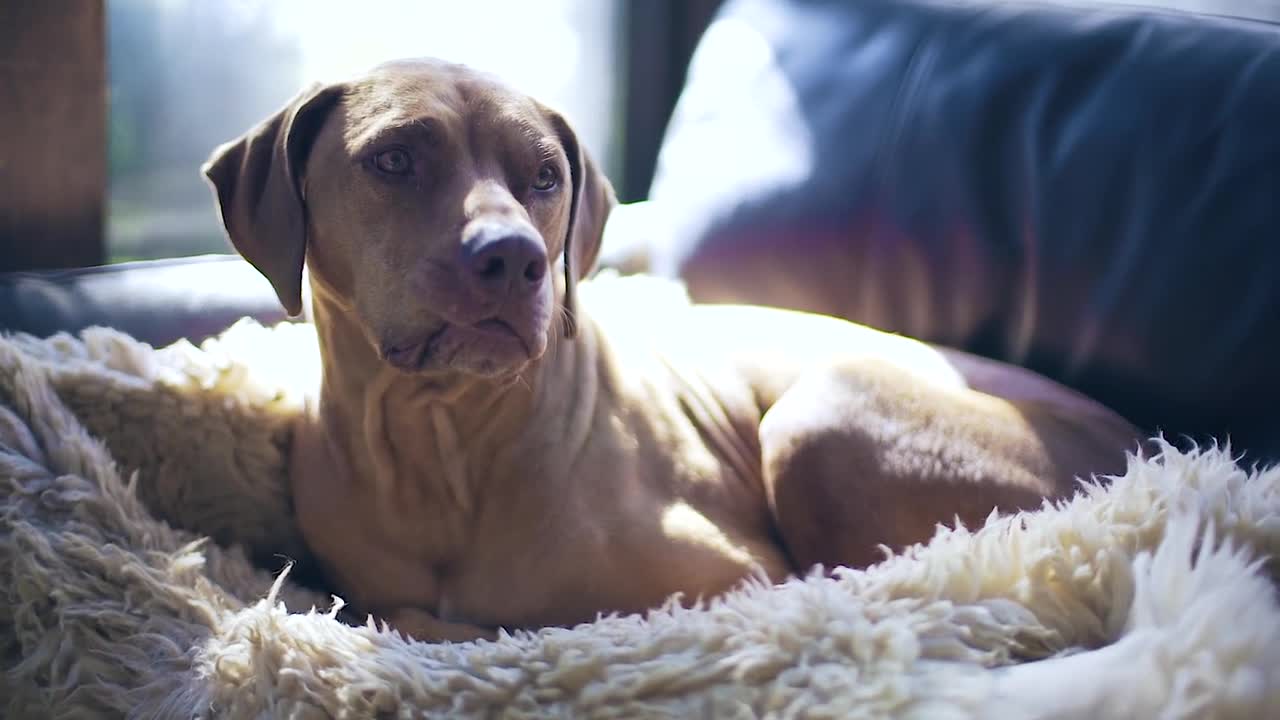 cute dog