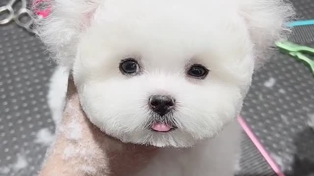 Give the cuties a haircut.
