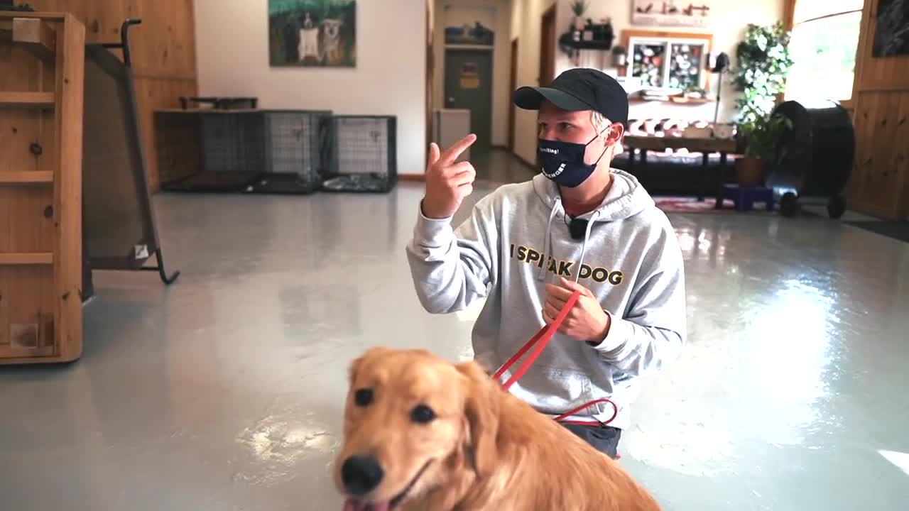 HOW TO CALM YOUR DOG!