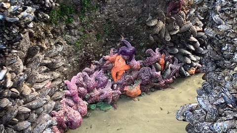 Creatures of the Intertidal Zone
