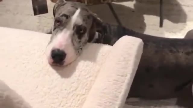 Great Dane Video 18