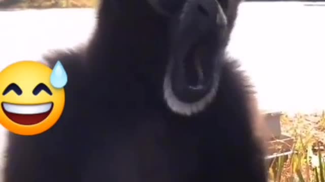#monkey sings
