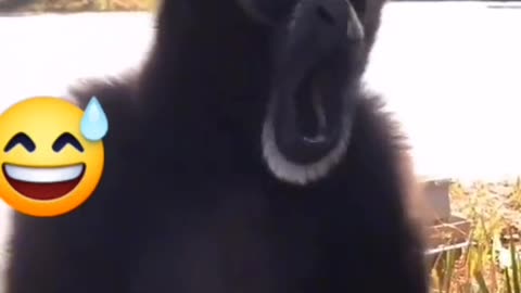 #monkey sings