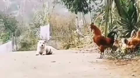 Dog trolling a rooster